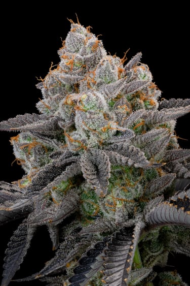 Instagram Gorilla Cookies FF