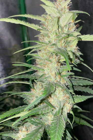 Instagram Forbidden Runtz Auto