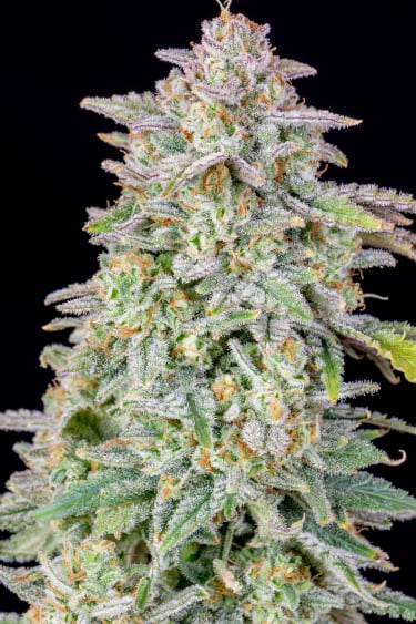 Instagram Forbidden Runtz Auto