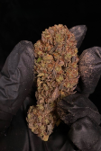 Instagram GG4 Sherbet FF