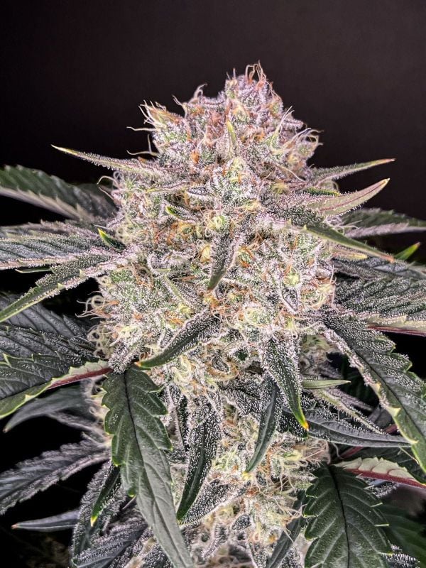 Instagram High Yielder Trial Pack