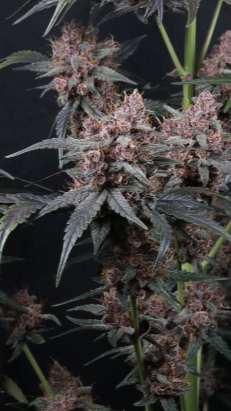 Instagram Mango Cherry Runtz Auto