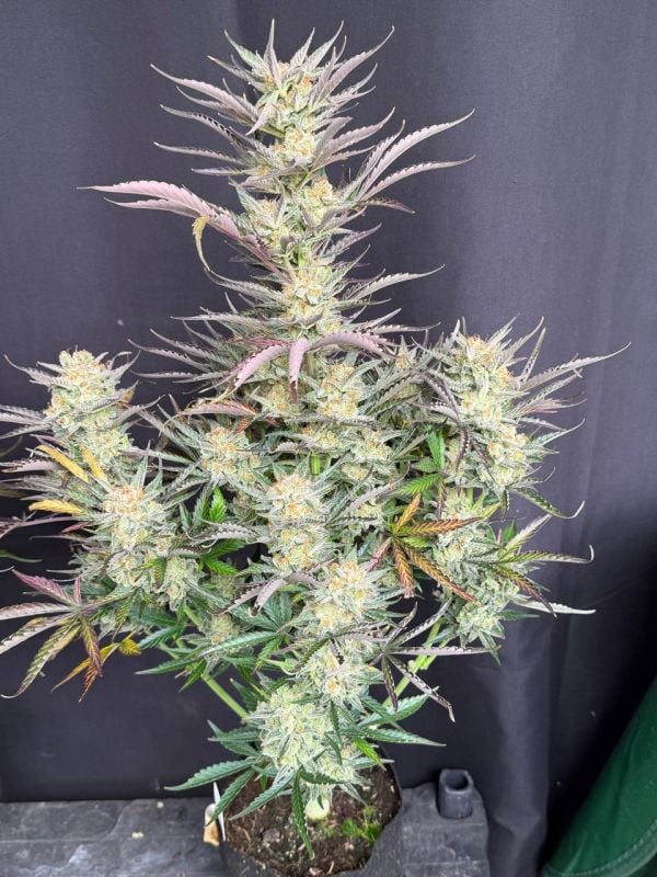 Instagram Blueberry Auto
