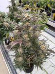 Instagram Blueberry Auto