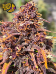 Instagram Banana Purple Punch Auto RF3™