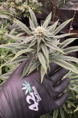 Instagram Gorilla Melon™