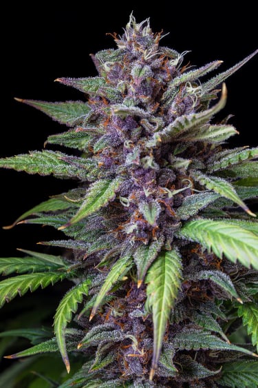 Instagram Purple Lemonade Auto