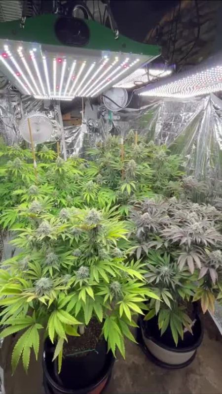 Fast Buds Auto Mix @spacementgrowmie DIS