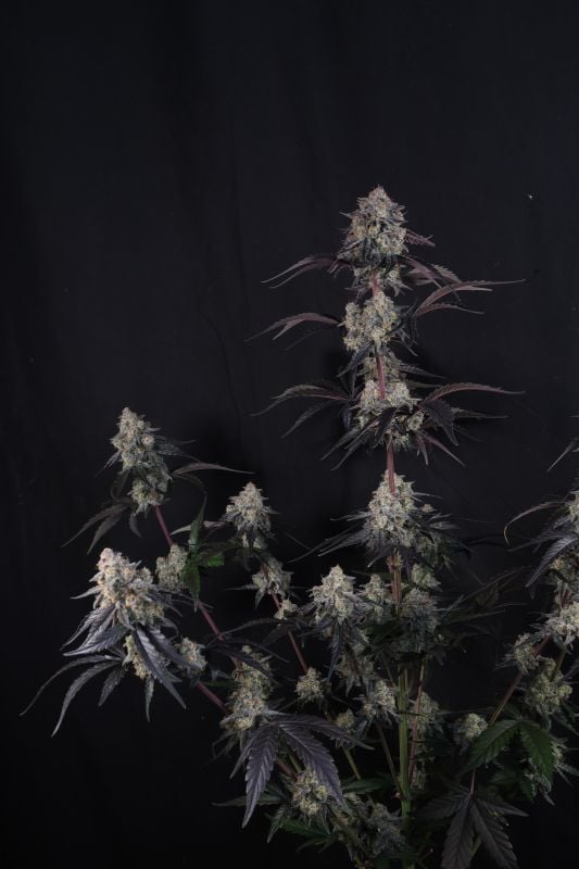 Instagram Lemon Cherry Sundae Auto