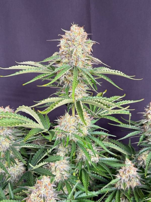 Instagram Moby Dick Auto