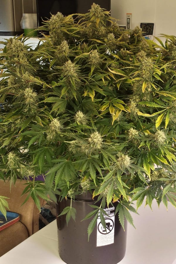Grapefruit Auto Cannabis Seeds Buy Grapefruit Weed Strain Fast Buds