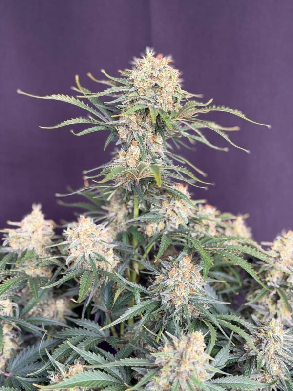 Instagram White Widow Auto
