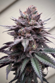 Instagram Papaya Sherbet™