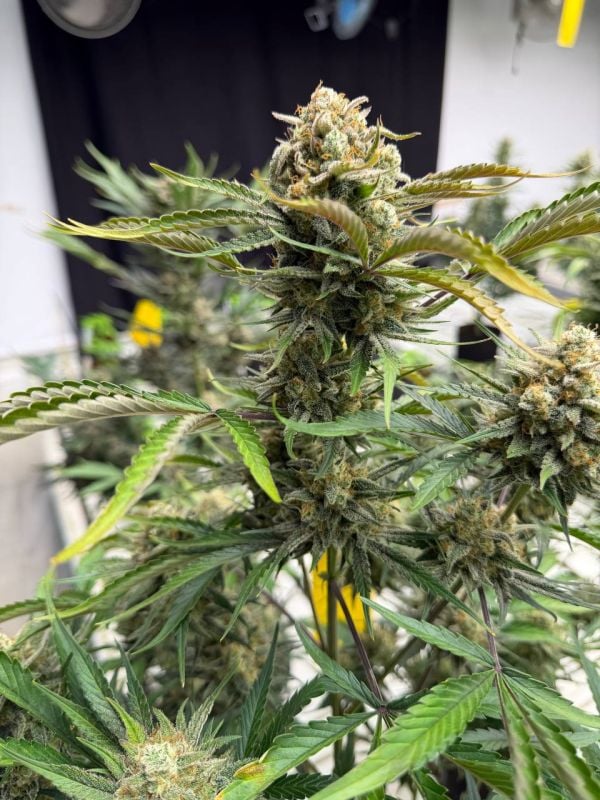 Instagram Sour Diesel Auto