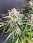 Instagram Blueberry Auto