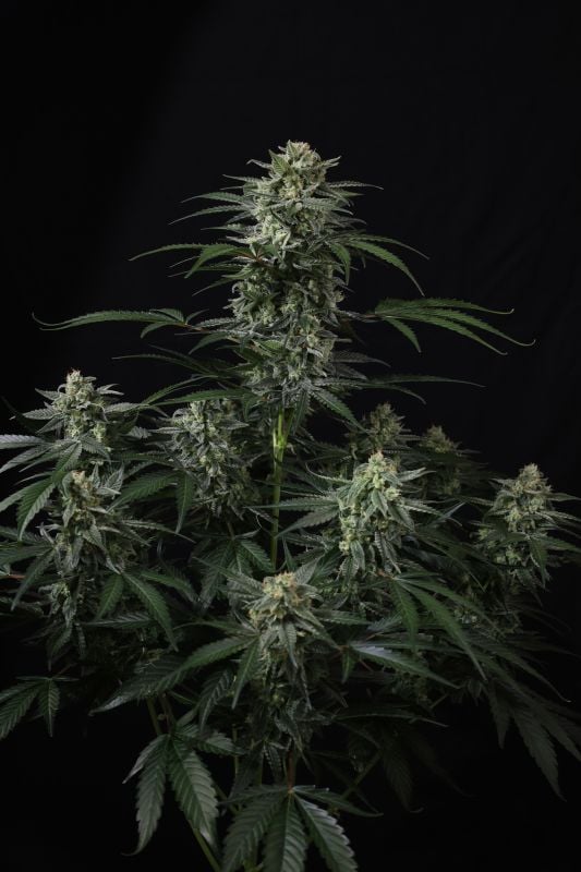 Instagram Banana Frost Auto