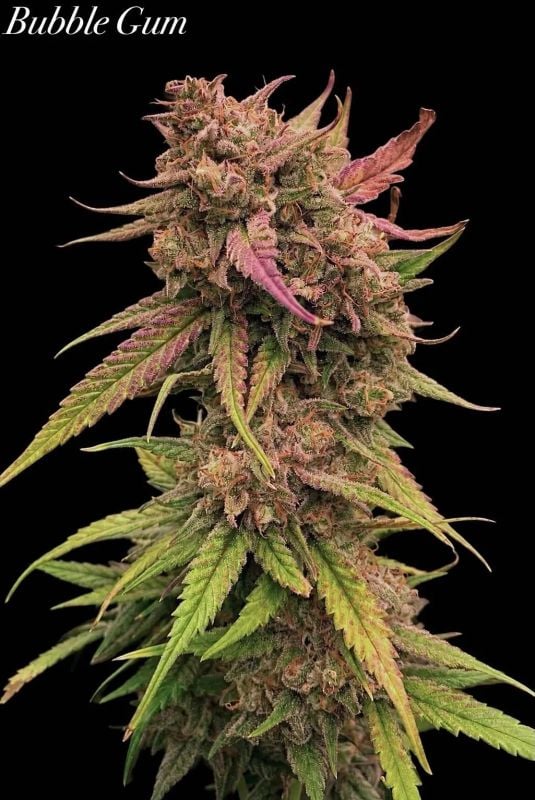 Instagram BubbleGum Auto