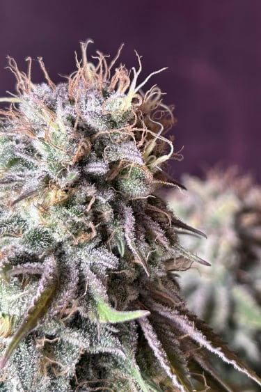 Instagram Orange Sherbet FF