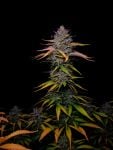 Instagram Banana Guava Auto™