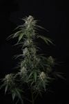 Instagram Banana Guava Auto™