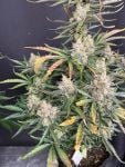 Instagram Big Bud Auto