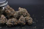 Instagram Mango Cherry Runtz Auto™