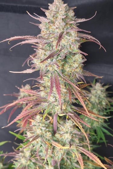 Instagram Frostbanger Auto