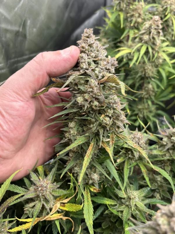 Instagram Guava Sundae Auto