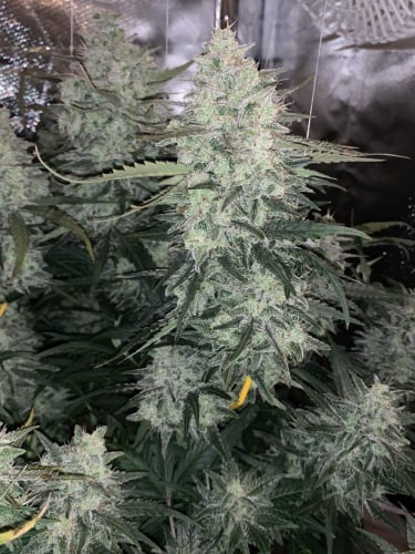 Instagram Orange Sherbet Auto