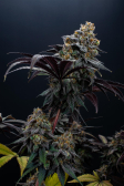 Instagram Lemon Cherry Runtz™