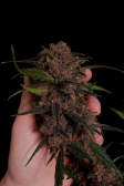 Instagram Lemon Cherry Cookies Auto