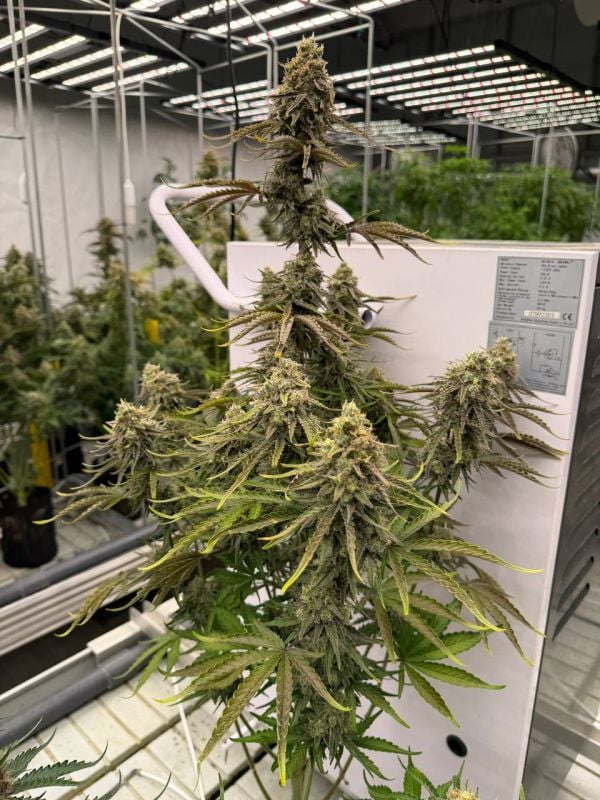 Instagram Afghan Kush Auto