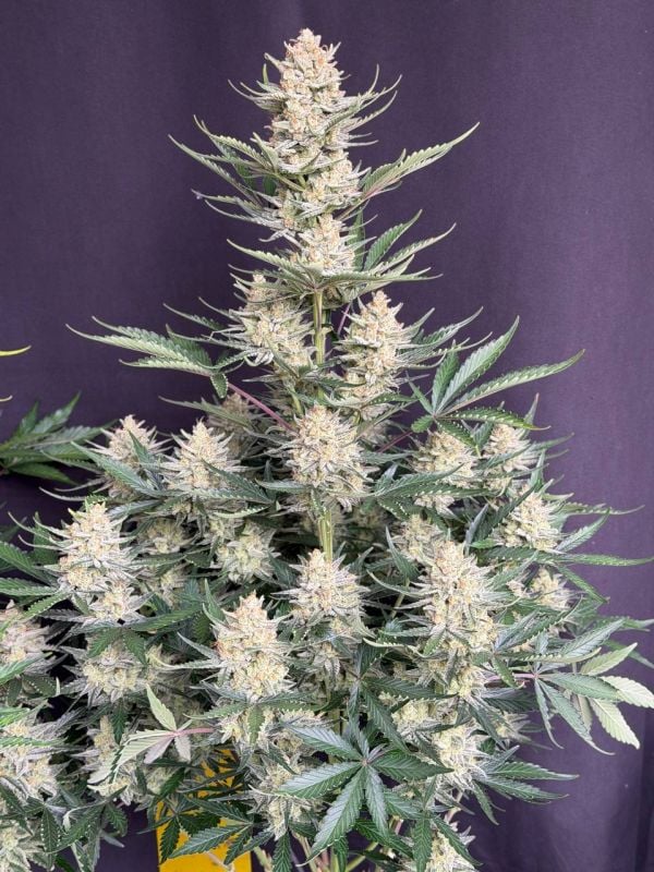Instagram BubbleGum Auto