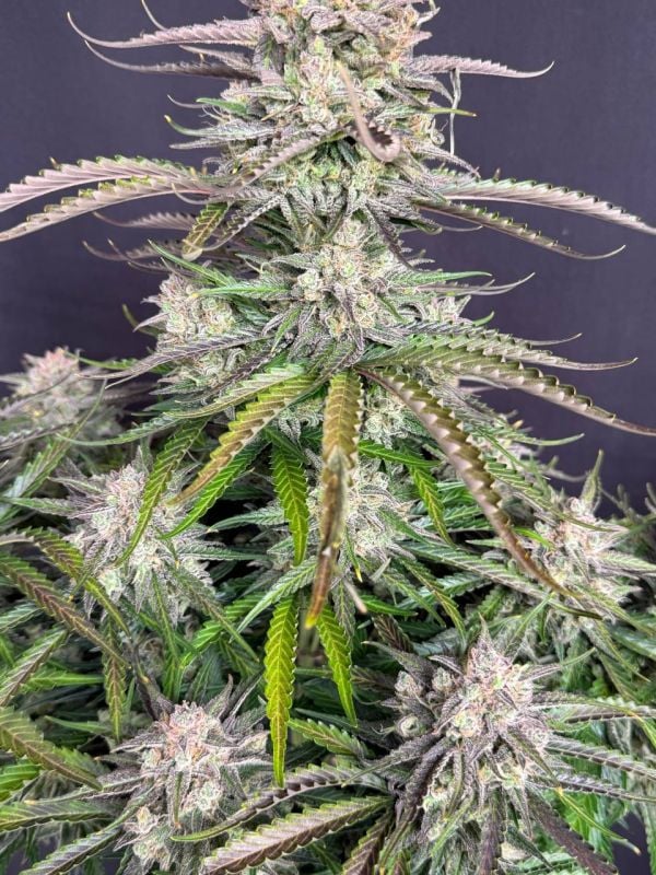Instagram Blueberry Auto