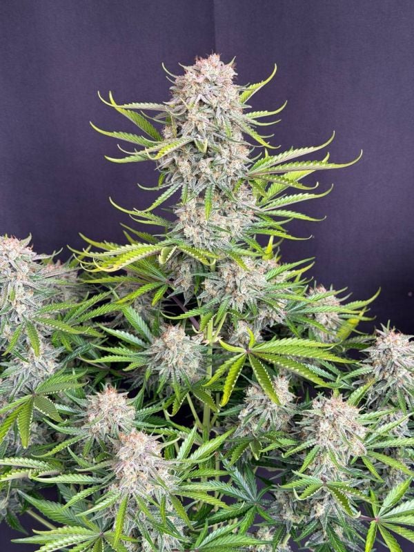 Instagram Cinderella Auto