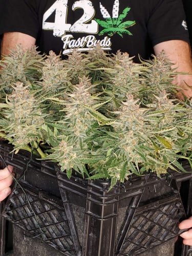 Instagram Gelato Auto