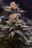 Instagram Gorilla Melon™