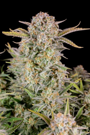 Instagram Bruce Banner Auto