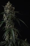 Instagram Banana Cherry Cookies Auto™