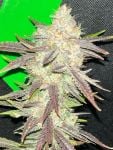 Instagram Mendo Frost Auto™