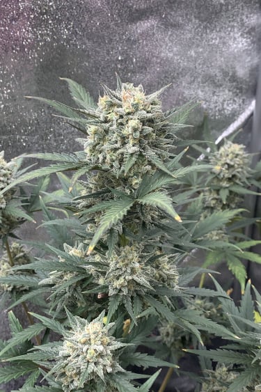 Instagram Sour Diesel Auto