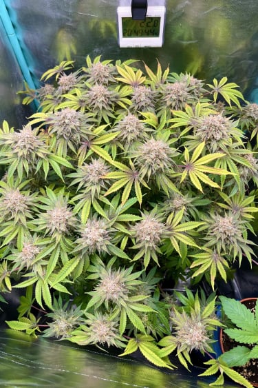 Instagram Lemon Mandarin