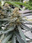 Instagram Big Bud Auto