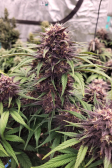 Instagram Lemon Cherry Cookies Auto