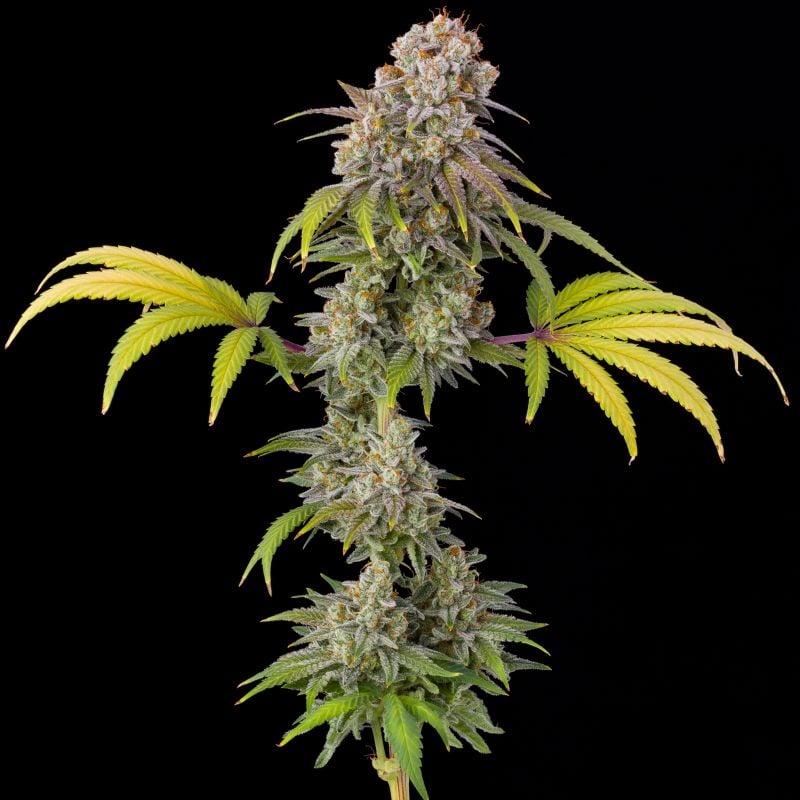 Instagram Mix Pack FF