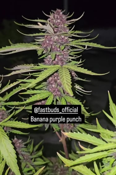 Banana Purple Punch Auto