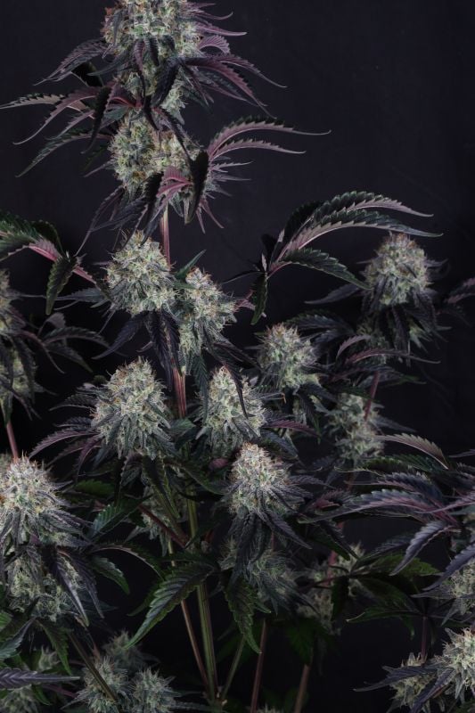 Instagram Sundae Frost Auto