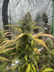 Instagram Pineapple OG Auto™