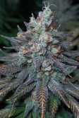 Instagram Tropicana Cookies FF