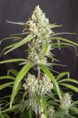 Instagram Pound Cake Auto™